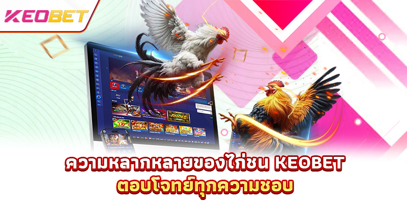 ความหลากหลายของไก่ชน Keobet ตอบโจทย์ทุกความชอบ