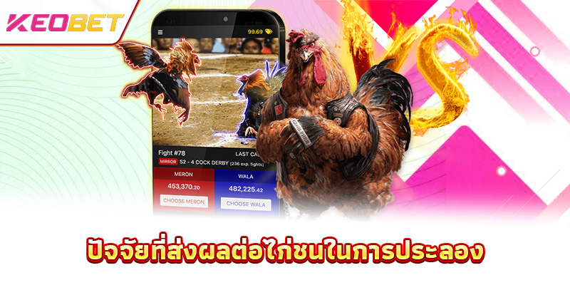 ปัจจัยที่ส่งผลต่อไก่ชนในการประลอง