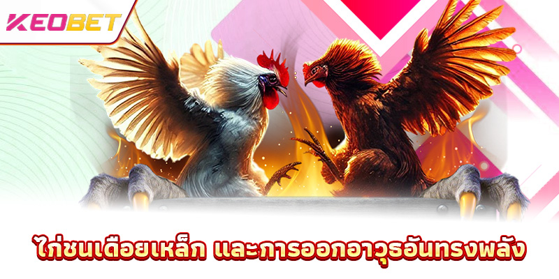 ไก่ชนเดือยเหล็ก และการออกอาวุธอันทรงพลัง