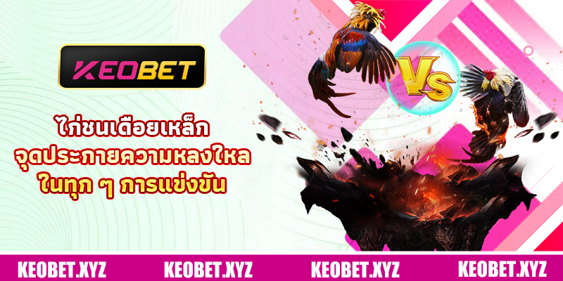 ไก่ชนเดือยเหล็ก – จุดประกายความหลงใหลในทุก ๆ การแข่งขัน ไก่ชนเดือยเหล็ก – จุดประกายความหลงใหลในทุก ๆ การแข่งขัน